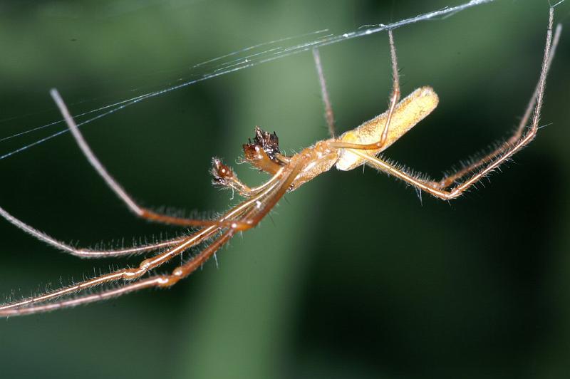 Tetragnatha_montana_D3739_Z_88_Vinkenveense plassen_Nederland.jpg